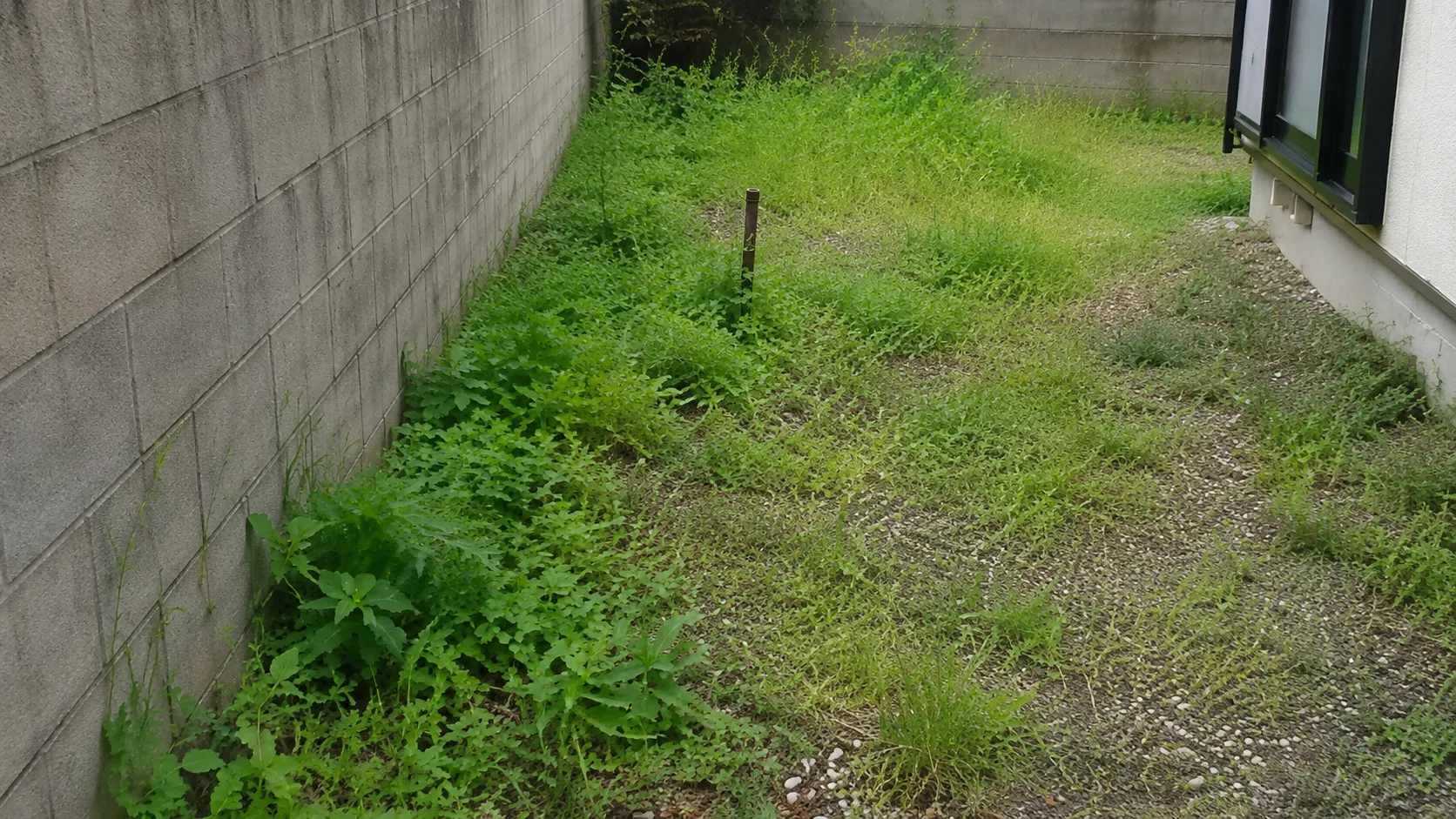 防草施工 before